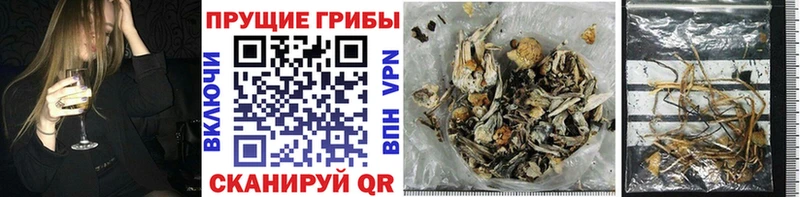 Псилоцибиновые грибы Psilocybe  Купить где  Каспийск 